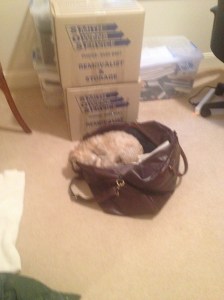 Tango has already packed herself