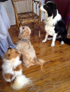 Let's all sit shall we? Positive time training and socialising