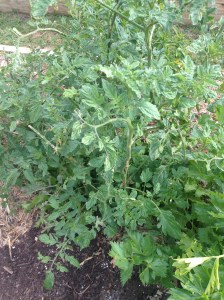 Cherry tomatoes are coming good