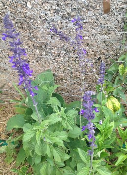 The earliest salvias