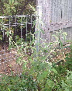 Buddleia close to flowering for the first time