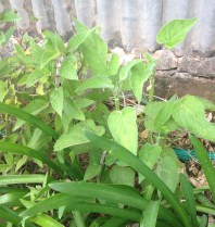 Salvia Madrensis managed to survive and thrive through the frosts