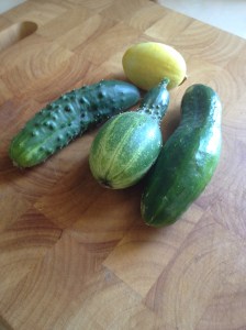 Cucumbers so far. I also have planted lebanese cucumber seeds as a back up plan