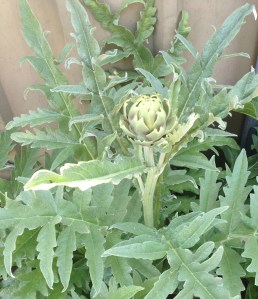 What does one do with a single artichoke?