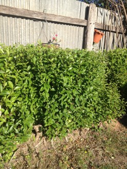 Last summer's experiment seems to have worked. Hope the rest of it ends up something like this.