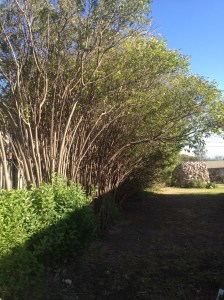 This has long-since finished being anything like a hedge. Unattractive "leggy" bushes with straggly growth up top