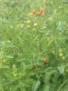 Zillions of cherry tomatoes about to burst into colour