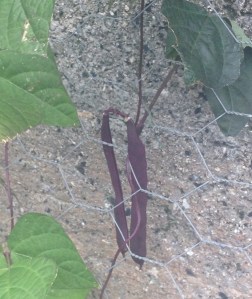 Climbing purple King Beans