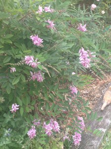 Indigofera Australis - it flowers frequently and prolifically