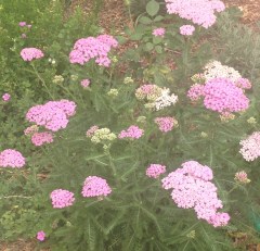 Pink Yarrow - just beautiful and a lovely cut flower. I hope I can propagate this