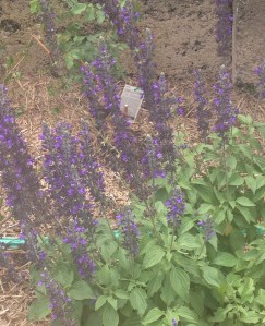 Mystic Spires Salvia