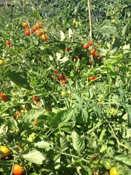 1 1/2 kilos didn't make a dent in this bed. Lots more harvesting still to be done. And lots more tomatoes still to ripen.