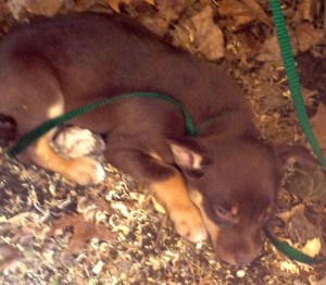 I'm sure lots of little and big people felt just like this little fella by the end of the day