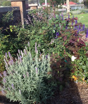 The front wall bed is now showing some form - the other side of the gate is not quite so health as it serves as Popcorn's turning circle
