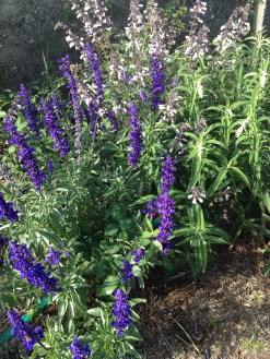 The blue salvias are electric