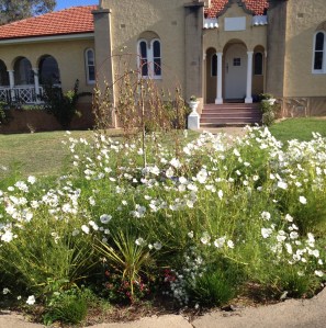 The white Cosmos work well in the front circular bed and soften the exterior of the Convent