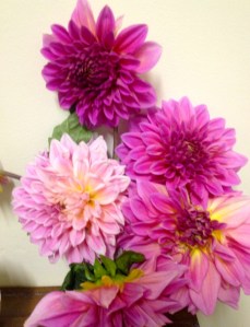 Dahlias - a box of bulbs was anonymously left at my bad gate