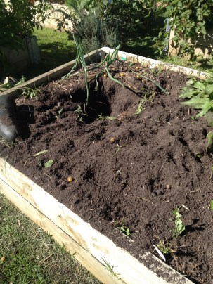 Probably about half a garden bed, including seedlings that were just taking hold.