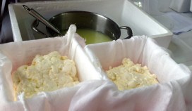 Draining cheese in hoops.