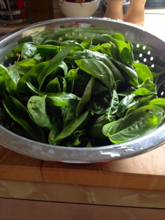 Picking the basil before the frosts hit. Lots of frozen pesto getting put away.