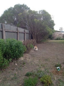 Phase two of the privet demolition - further cut back.