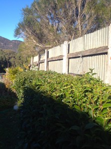 Hopefully it follows the lead of the previously trimmed privets.