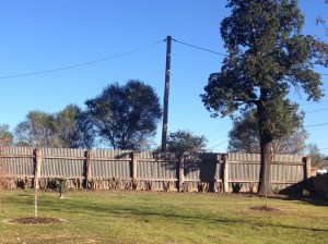 The Kurrajong now stands out and waits for a new garden bed.
