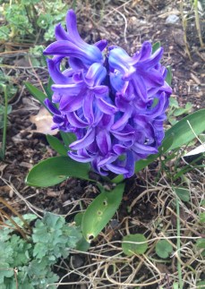 The Delft Blue Hyacinths are lovely but not quite as vibrant as last year.