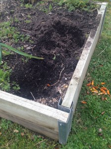 Popcorn loves a good raised garden bed with friable soil!