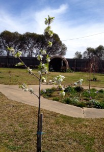 Two Manchurian Pears flank the front entry path. So pretty blossoming, but please now just grow!