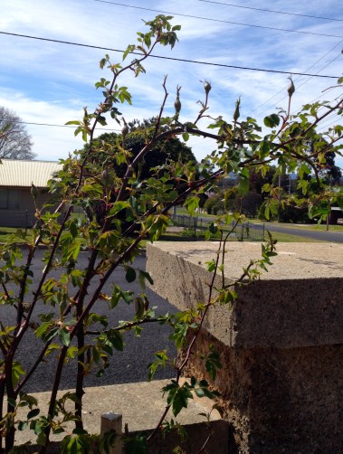Madame Alfred Carriere - first with new buds and dong the right thing by reaching over the wall
