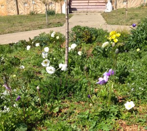 The central bed constantly changes - ranunculus and anenomes with lots of interesting things self-seeding including cornflowers and white cosmos