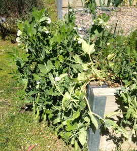 Just one of the pea plantings - sugar snaps, snow and regular . I stagger these as they are consumed with gusto. Many don't make it inside!