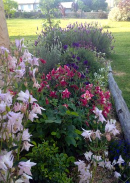 To think that over a year ago this was bare earth!