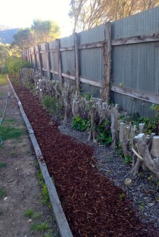 The border with mulch now runs down the whole side of the fence. The provosts are just beginning to show signs of reshooting.