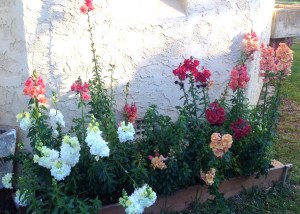 Snapdragons outside the Chapel
