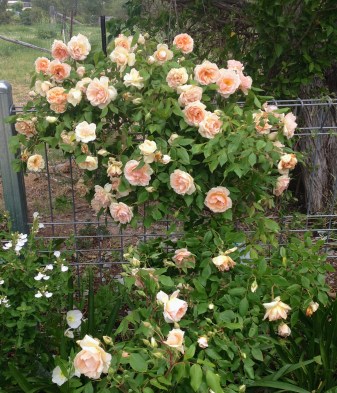 Crepuscule - this is one of the first roses I planted and is nearly two years old. A few more have since found their way into the garden.