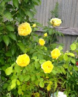 Molineaux, another yellow David Austin.