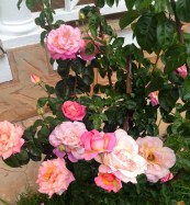 One of the 'Original Seven', a Chicago Peace.