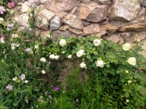 A Blushing Pierre de Ronsard along the Grotto.