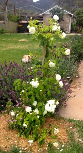 Lamarque - it's first year here and doing outstandingly well.