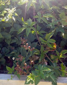 The berry bed is lush and I'm picking plenty of berries for sorbets and ice-cream.