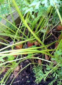 The carrots have lasted well and there are still many more to harvest.