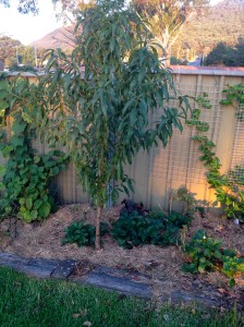 This peach tree is self sown and has made itself quite at home.