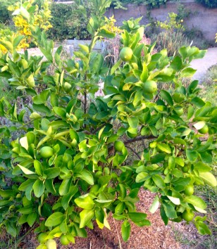 One of the citruses on the back garden path. They tend to need a lot of care to survive, let alone thrive.