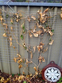 The passionfruit has looked better.