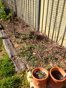 First cab off the rank - my replanted Strawberry bed. I have great hopes (well, at least, better) for my berries this year.