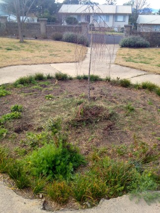 This is the worst the circular front bed has looked for ages and needs a makeover. I'll keep the bulbs and annuals but am adding some rose bushes for height and mid level flowering.