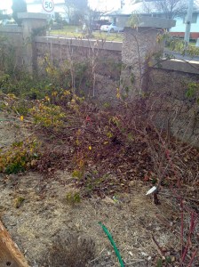 Pretty typical of my front fence bed at the moment. It will "Spring" into life as the weather warms up - and as I weed, feed, prune, water, mulch ...
