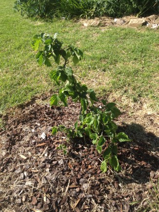 Can you feel sorry for a tree? I did with this one - firstly it's name is 'Tortured Filbert' and it looks so twisted. It's actually a very pretty unusual little tree and I hope it grows to an interesting height.